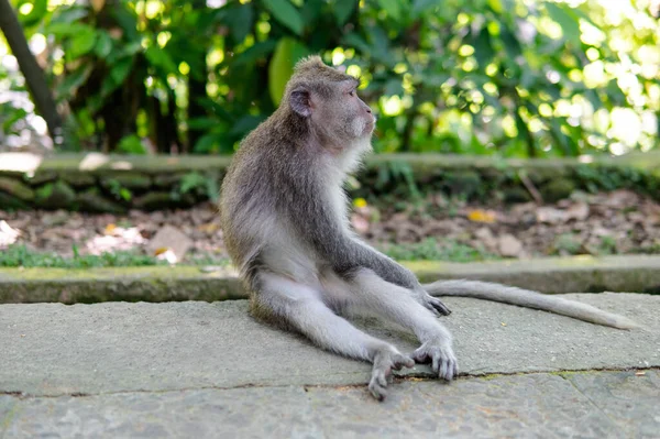 Verhalten Von Affen Der Natur Fortpflanzung Und Nachzucht Touristische Kontaktreservate — Stockfoto
