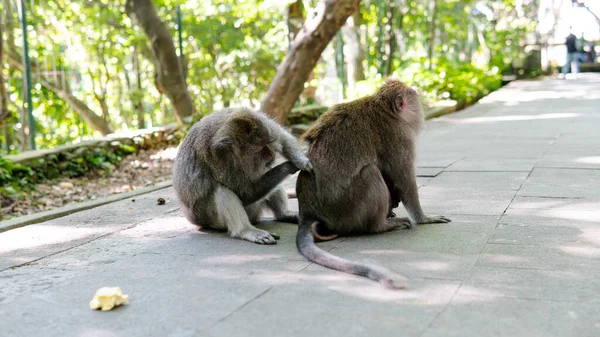 Keluarga Primata Alam Kawasan Wisata Yang Dilindungi Dengan Primata — Stok Foto