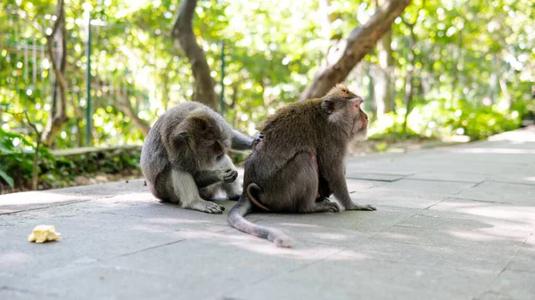 Perilaku Monyet Alam Reproduksi Dan Perawatan Untuk Keturunan Cadangan Kontak — Stok Foto