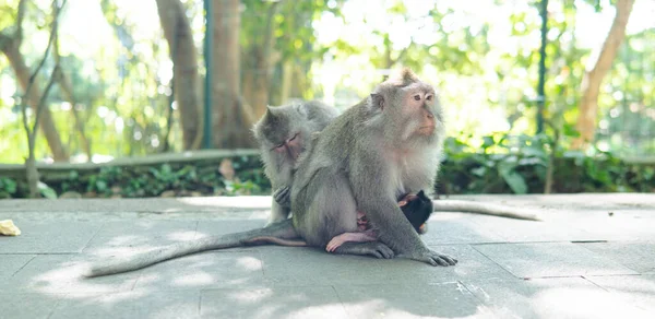 Perilaku Monyet Alam Reproduksi Dan Perawatan Untuk Keturunan Cadangan Kontak — Stok Foto