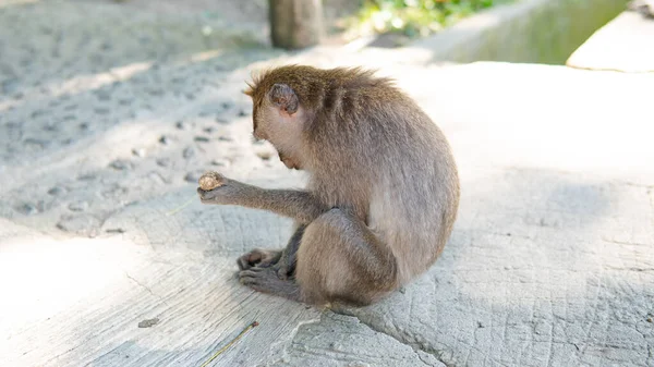 Comportamiento Los Monos Naturaleza Reproducción Cuidado Descendencia Reservas Contacto Turístico — Foto de Stock