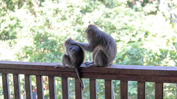 Verhalten Von Affen Der Natur Fortpflanzung Und Nachzucht Touristische Kontaktreservate — Stockfoto