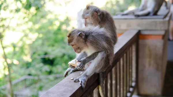 Família Primatas Natureza Zonas Turísticas Protegidas Com Primatas — Fotografia de Stock