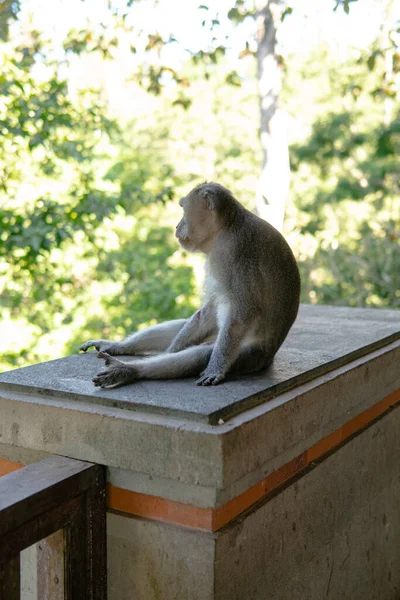 Comportamento Dos Macacos Natureza Reprodução Cuidados Para Prole Reservas Contacto — Fotografia de Stock