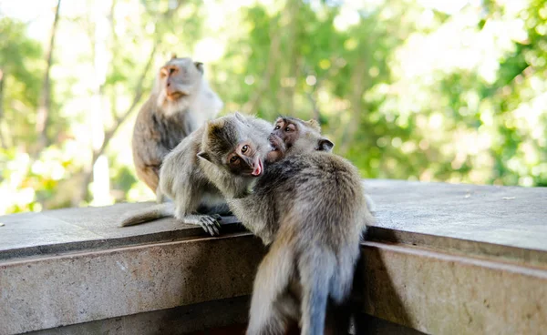 Comportamento Dos Macacos Natureza Reprodução Cuidados Para Prole Reservas Contacto — Fotografia de Stock