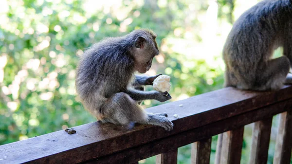 Comportamento Dos Macacos Natureza Reprodução Cuidados Para Prole Reservas Contacto — Fotografia de Stock