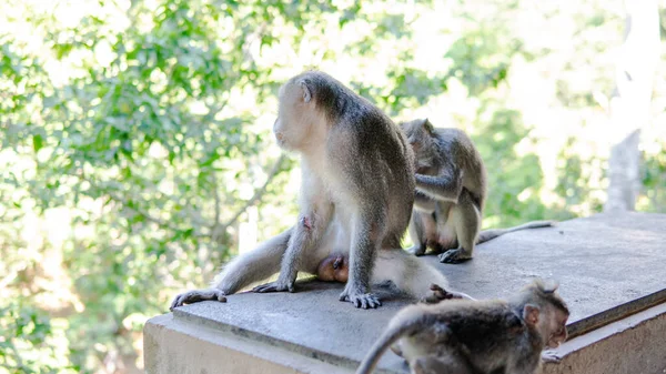 Familj Primater Naturen Skyddade Turistområden Med Primater — Stockfoto