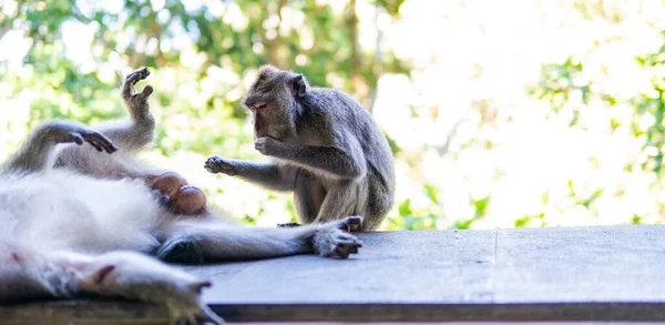 Perilaku Monyet Alam Reproduksi Dan Perawatan Untuk Keturunan Cadangan Kontak — Stok Foto