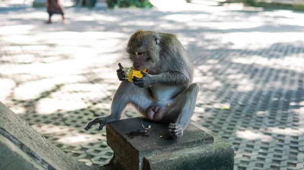 Comportamiento Los Monos Naturaleza Reproducción Cuidado Descendencia Reservas Contacto Turístico —  Fotos de Stock