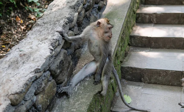 Comportamiento Los Monos Naturaleza Reproducción Cuidado Descendencia Reservas Contacto Turístico —  Fotos de Stock