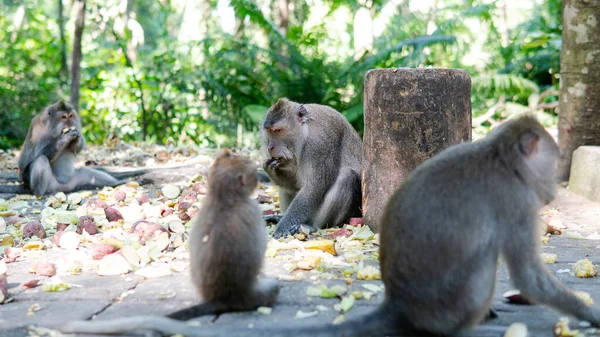 Comportamento Dos Macacos Natureza Reprodução Cuidados Para Prole Reservas Contacto — Fotografia de Stock