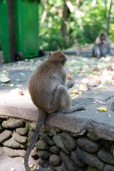 Familia Primates Naturaleza Zonas Turísticas Protegidas Con Primates —  Fotos de Stock