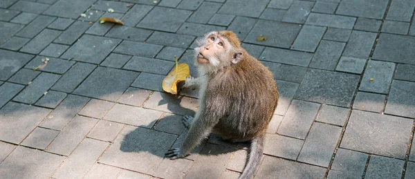 Сім Приматів Природі Природоохоронні Туристичні Райони Приматами — стокове фото