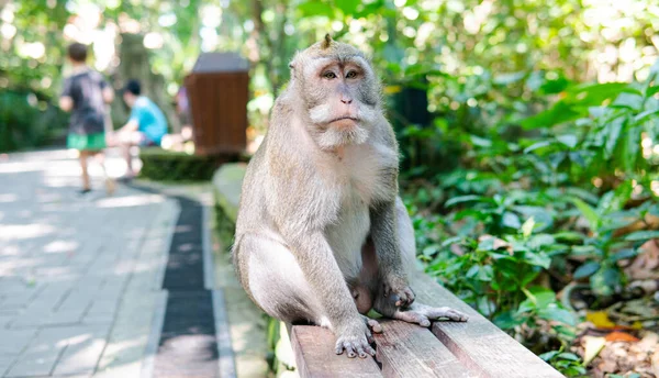 Comportamiento Los Monos Naturaleza Reproducción Cuidado Descendencia Reservas Contacto Turístico — Foto de Stock