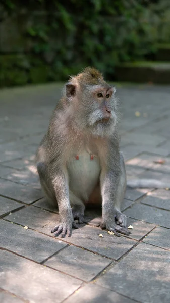 Семья Приматов Природе Охраняемые Туристические Зоны Приматами — стоковое фото