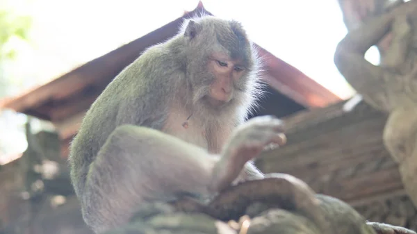 Maymunların Doğadaki Davranışları Üremeleri Yavrulara Bakmaları Primatlarla Turist Irtibat Rezervi — Stok fotoğraf
