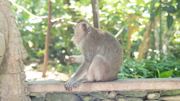 Familie Von Primaten Der Natur Touristische Schutzgebiete Mit Primaten — Stockfoto
