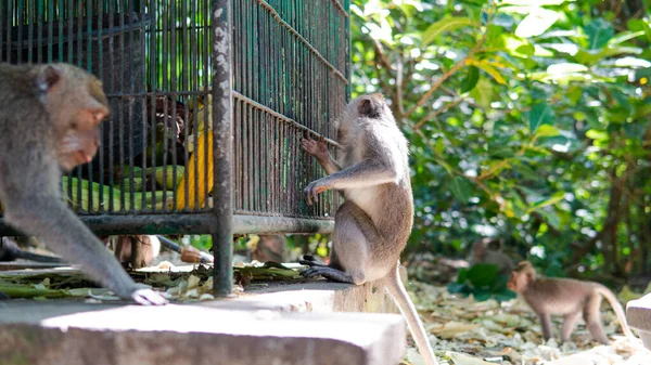 Comportamento Dos Macacos Natureza Reprodução Cuidados Para Prole Reservas Contacto — Fotografia de Stock