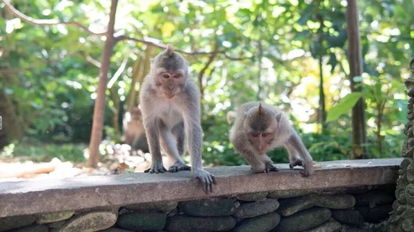 Majmok Viselkedése Természetben Szaporodása Utódok Gondozása Turisztikai Kapcsolattartó Tartalékok Főemlősökkel — Stock Fotó