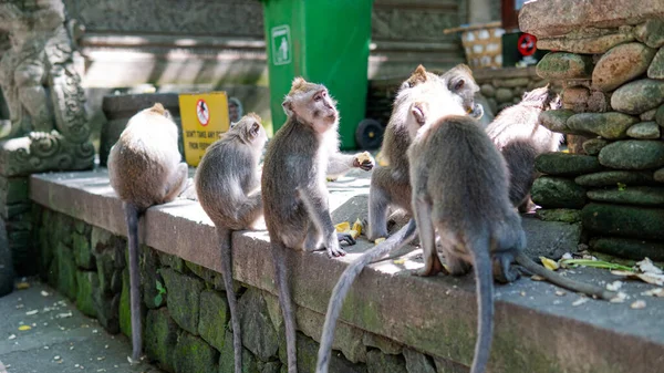 Familia Primates Naturaleza Zonas Turísticas Protegidas Con Primates —  Fotos de Stock