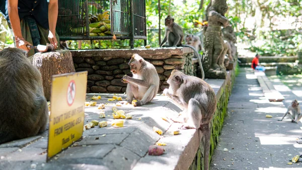 Família Primatas Natureza Zonas Turísticas Protegidas Com Primatas — Fotografia de Stock