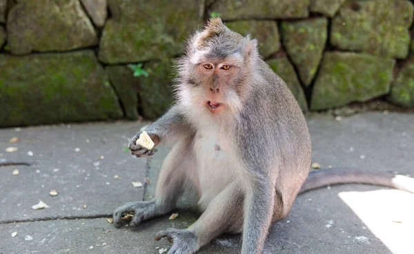 Сім Приматів Природі Природоохоронні Туристичні Райони Приматами — стокове фото