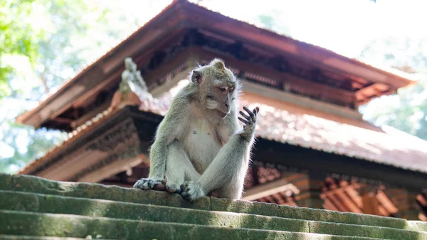 Familia Primates Naturaleza Zonas Turísticas Protegidas Con Primates —  Fotos de Stock