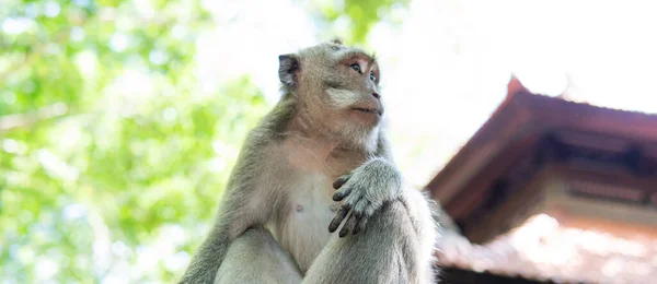 Perilaku Monyet Alam Reproduksi Dan Perawatan Untuk Keturunan Cadangan Kontak — Stok Foto