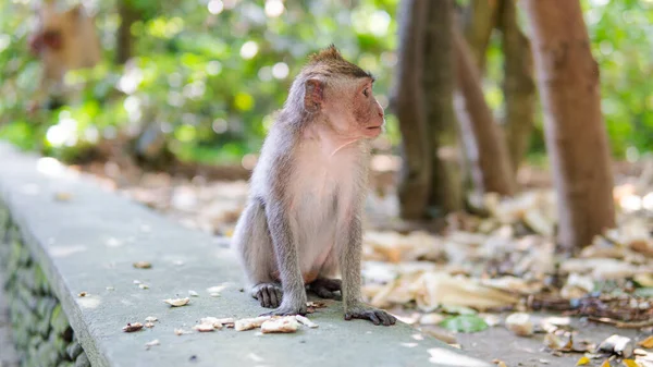 Familia Primates Naturaleza Zonas Turísticas Protegidas Con Primates — Foto de Stock
