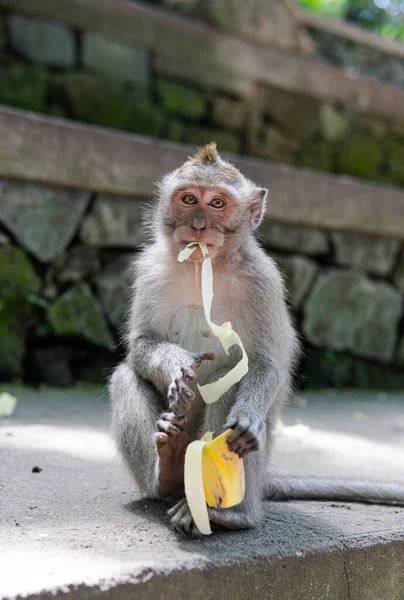 Behavior Monkeys Nature Reproduction Care Offspring Tourist Contact Reserves Primates — Stock Photo, Image