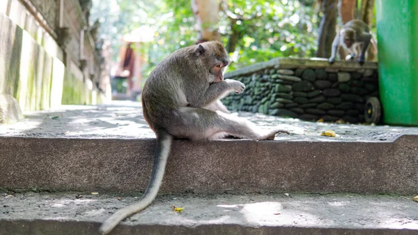 Поведінка Мавп Природі Розмноження Догляд Потомством Туристичні Контактні Резерви Приматами — стокове фото