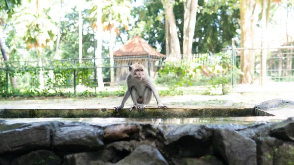 Comportamento Dos Macacos Natureza Reprodução Cuidados Para Prole Reservas Contacto — Fotografia de Stock