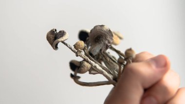 Sihirli mantarlarla biyolojik korsanlık ve beyin gelişimi