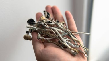 Sihirli mantarlarla biyolojik korsanlık ve beyin gelişimi