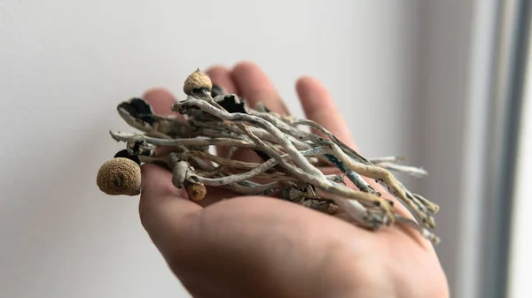 Psilosibin mantar türleri yakın plan.