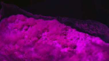 Nootropik mantar, tıbbi mantar - Aslan Yelesi