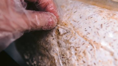 Nootropik mantar, tıbbi mantar - Aslan Yelesi