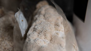 Dünyadaki tıbbi mantar kültürü, Aslan yelesi.