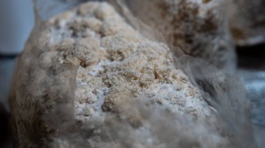 Hericium erinaceus mantarı. Yararlı tıbbi mantarlar