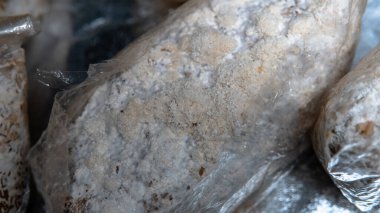 Nootropik mantar, tıbbi mantar - Aslan Yelesi