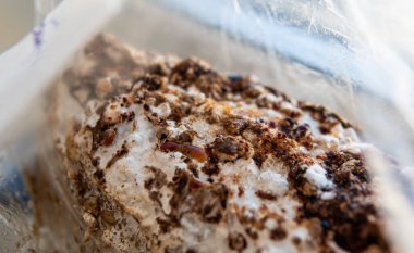 Shiitake Mantarı büyüyor (Lentinula edodes)