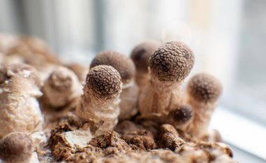 Shiitake Mantarı büyüyor (Lentinula edodes)