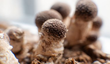 Evde Shiitake mantarı yetiştiriyorum..