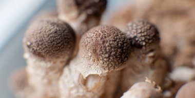 Shiitake Mantarı büyüyor (Lentinula edodes)