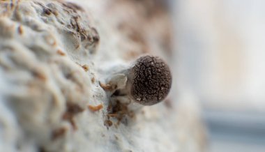 Shiitake mantarı yetiştiriyorum. Evde mantar yetiştiriyorum.