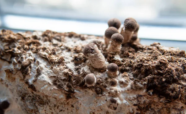 Cultivation Shiitake Mushrooms Growing Mushrooms Home — Stock Photo, Image