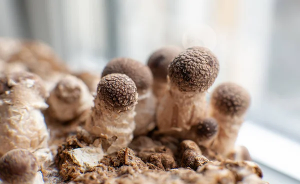 Shiitake Pilz Lentinula Edodes — Stockfoto