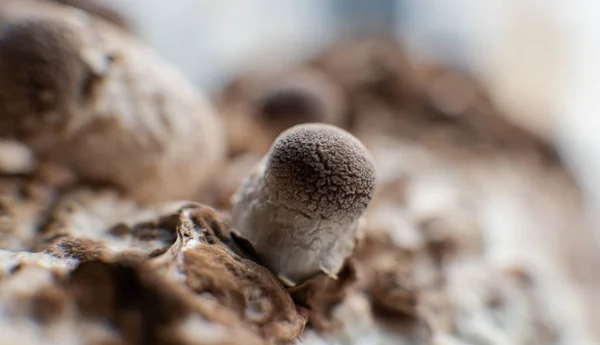 Μανιτάρια Shiitake Στο Μπλοκ Μυκήλιο Παραδοσιακά Chines — Φωτογραφία Αρχείου