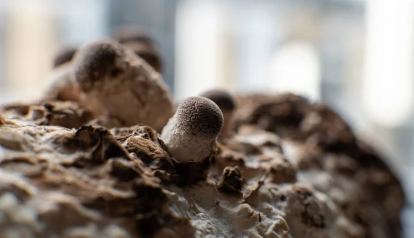 Growing Shiitake Mushrooms Home — Stock Photo, Image