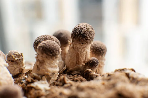 Cultivation Shiitake Mushrooms Growing Mushrooms Home — Stock Photo, Image